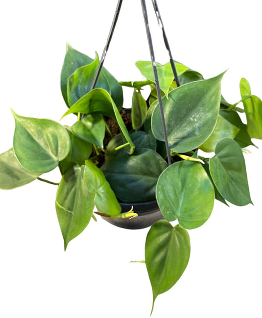 Philodendron Scandens Hanging