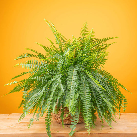 Boston Fern