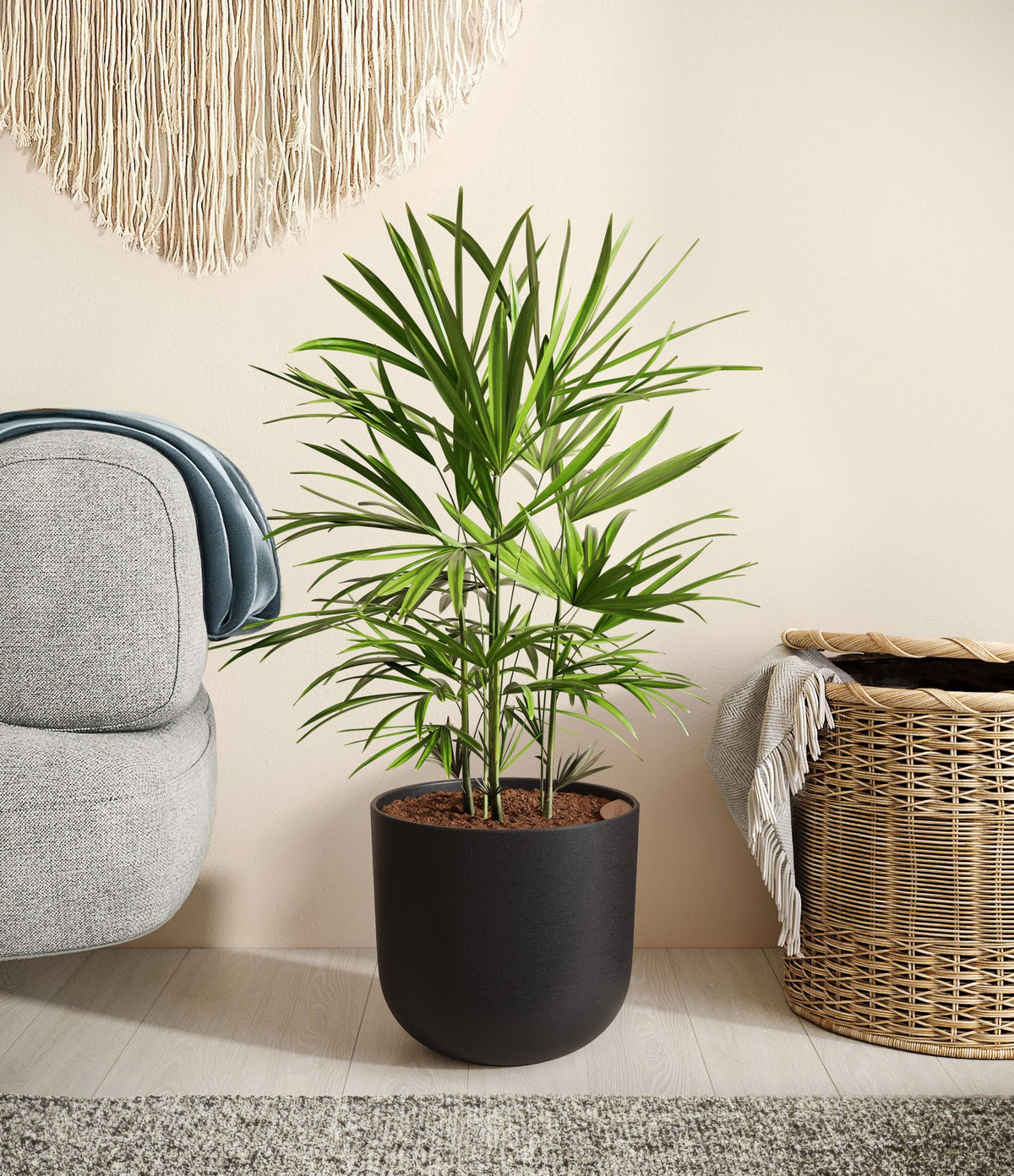 Potted palm plant with green fronds in matte black round pot