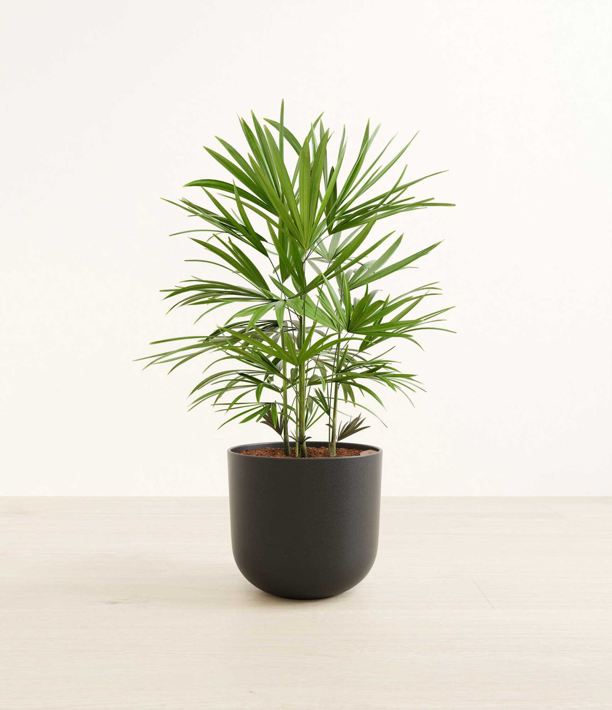 Lady palm plant in matte black round pot with green fronds