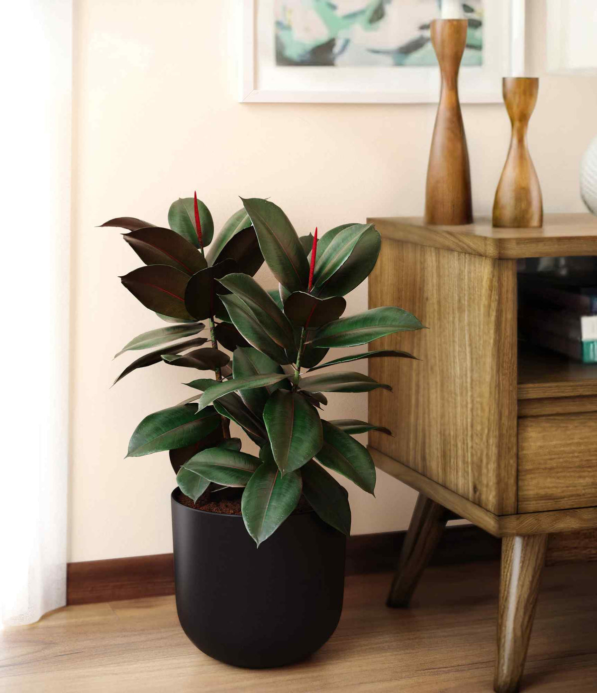 Rubber plant in matte black pot with glossy dark green and burgundy leaves