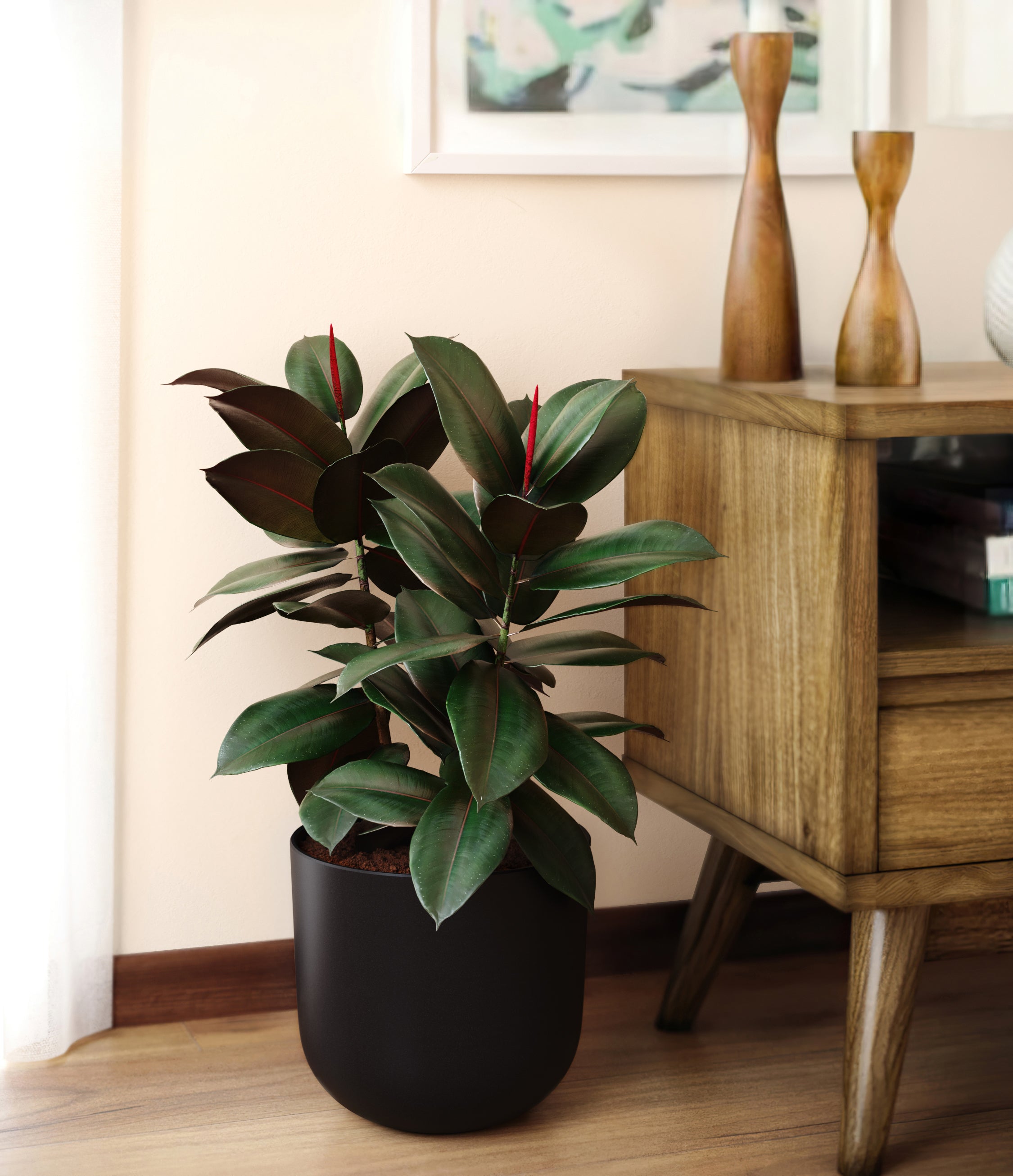Rubber Plant