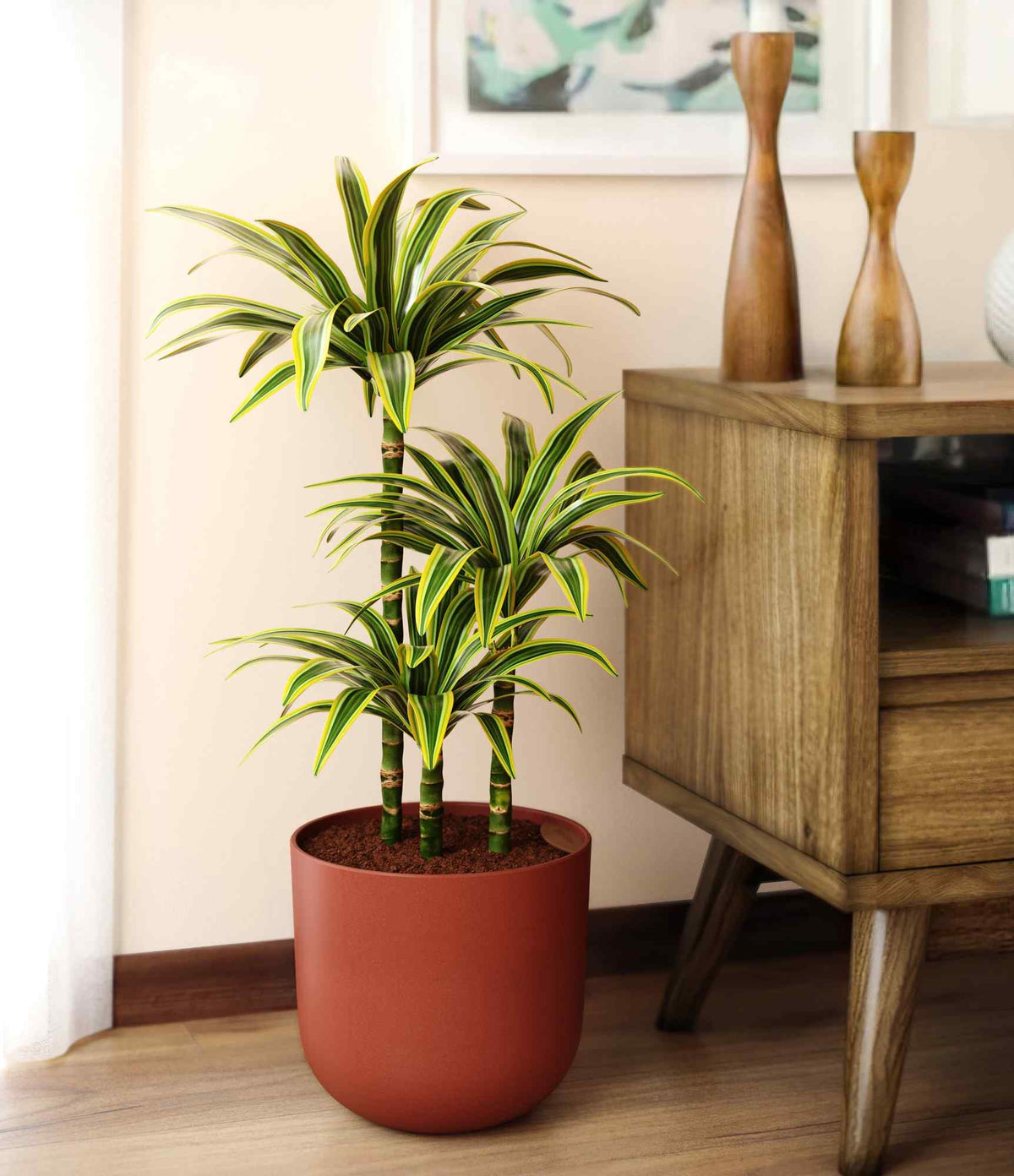 Dracaena Lemon Lime in large terracotta pot with multiple canes and variegated leaves