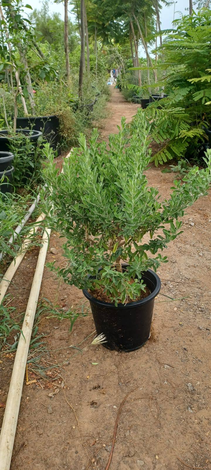 Leucophyllum shrub in black nursery pot with dense green-gray foliage