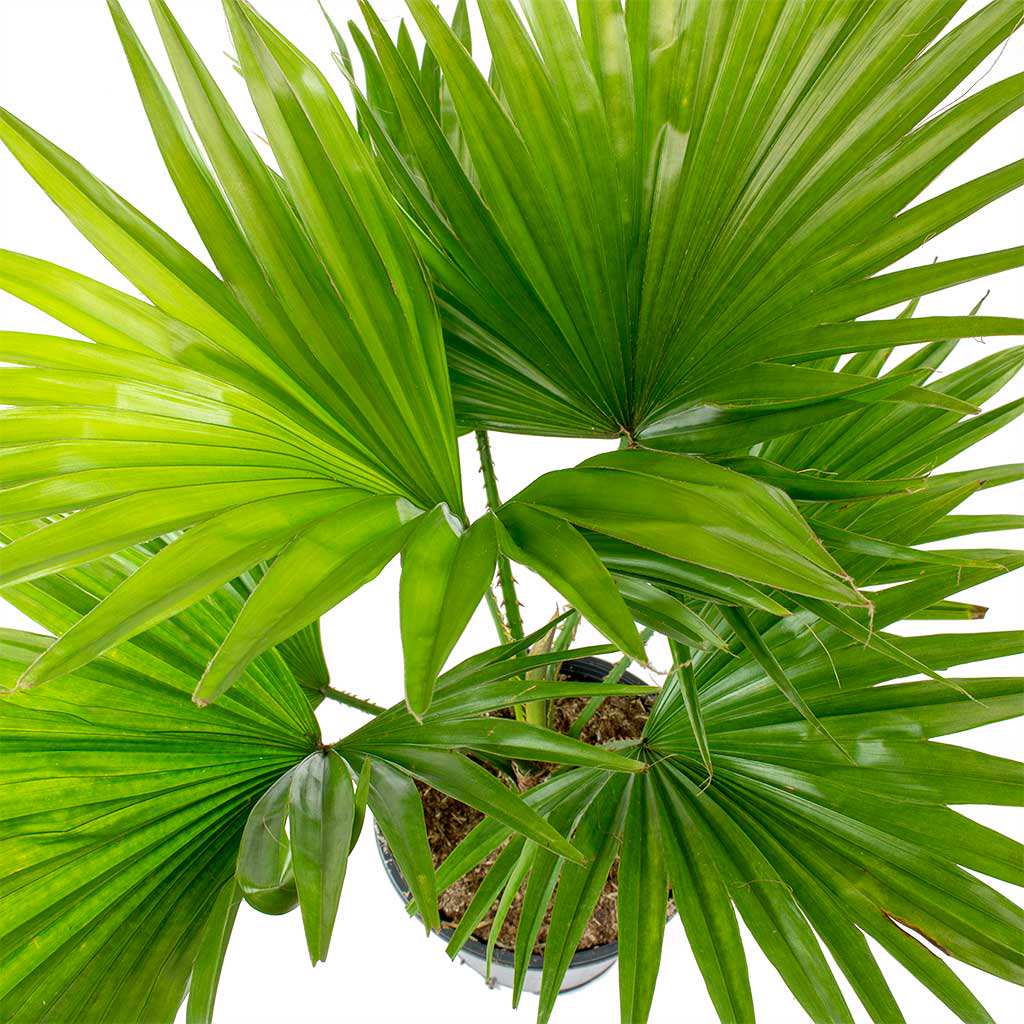 Livistona palm close-up with green fan leaves and base in pot