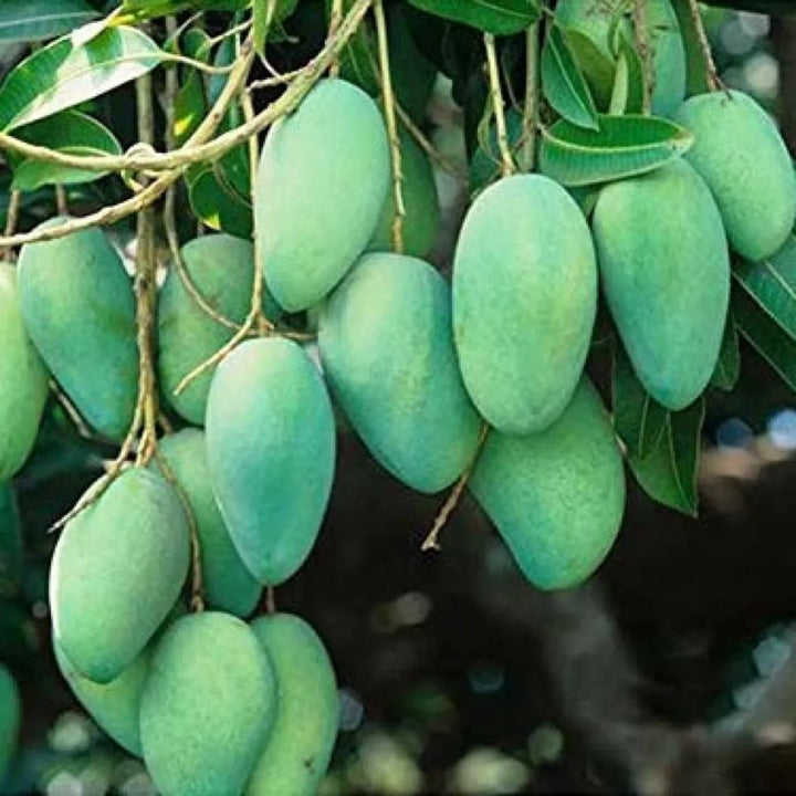 Ripe green mangoes hanging on a mango branch