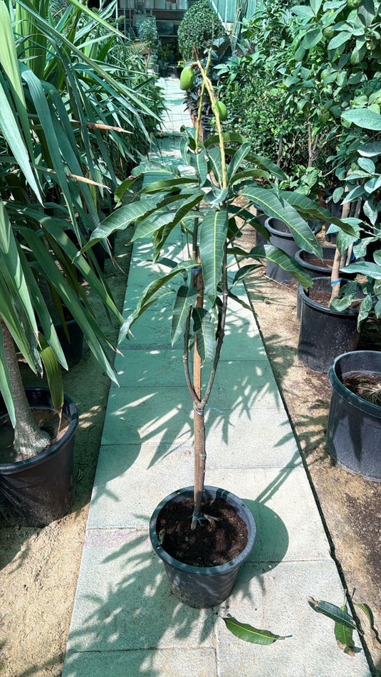Mango Tree (Pakistani)