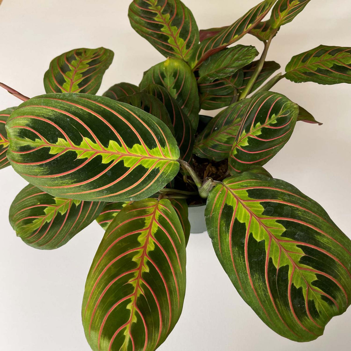 Prayer plant leaves with red pinstripes and green oval foliage, bushy stem cluster