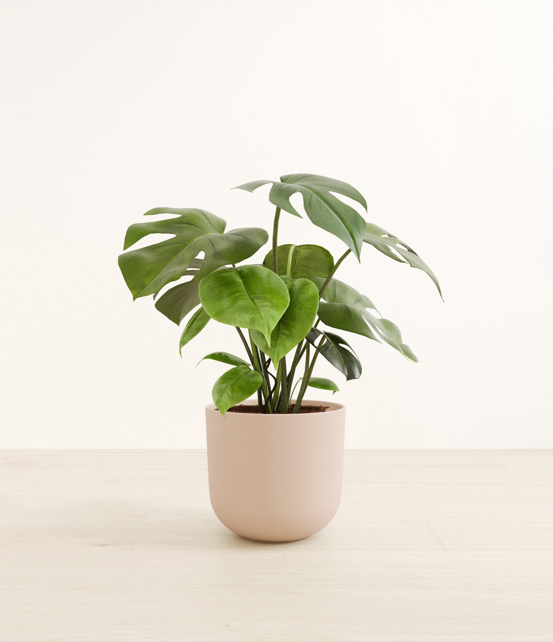 monstera plant dubai Buy Monstera Deliciosa in Dubai (UAE)