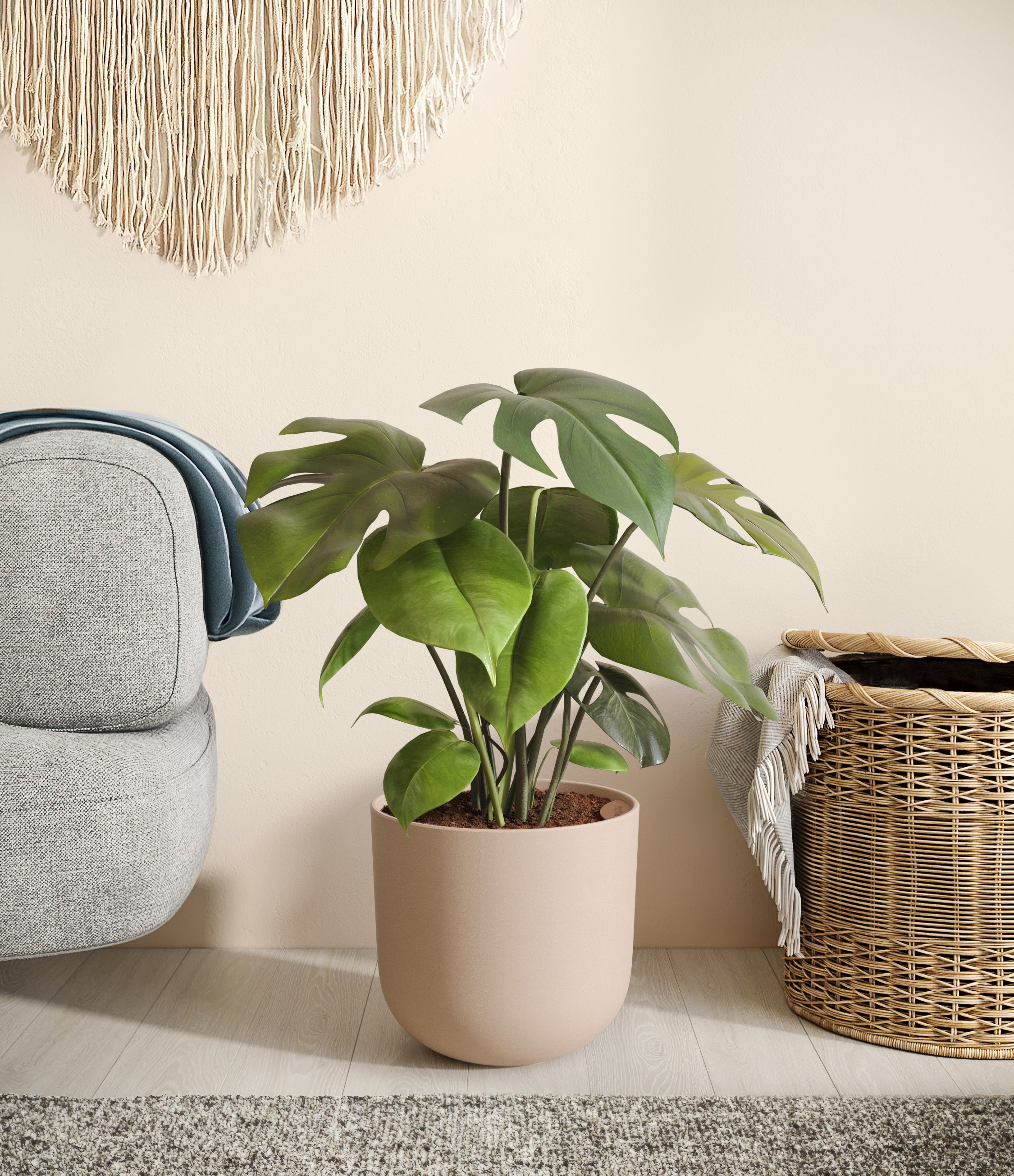 monstera plant dubai Buy Monstera Deliciosa in Dubai (UAE)