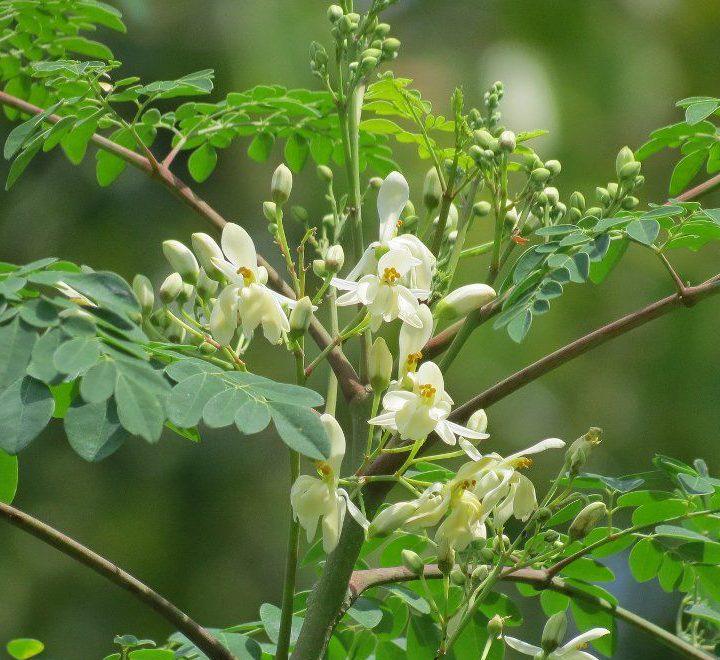 Moringa plant branch with white flower clusters and green leaves