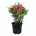 Pink oleander plant in black plastic pot with glossy green leaves and blooms