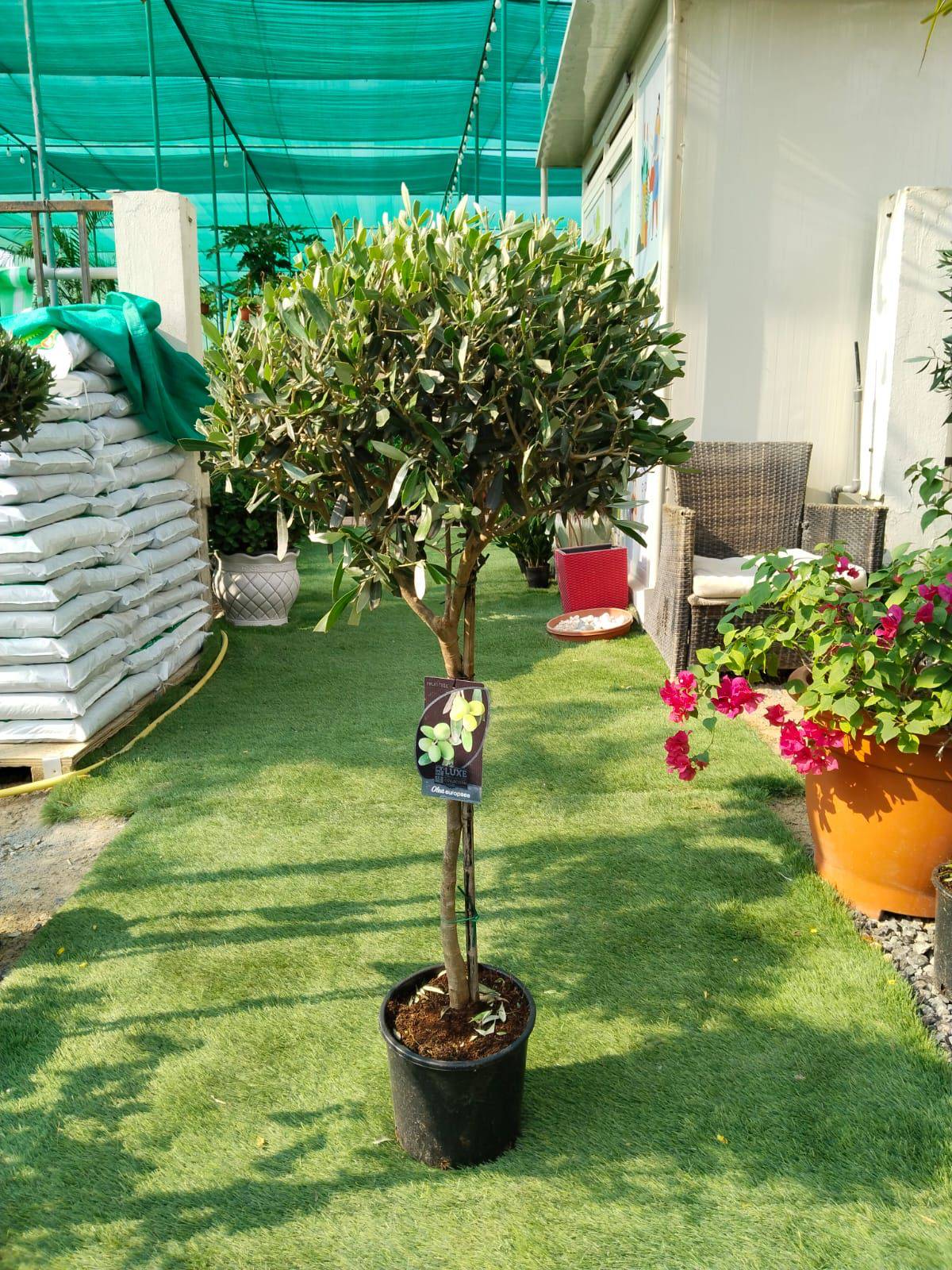 Olive tree in black pot with dense green foliage