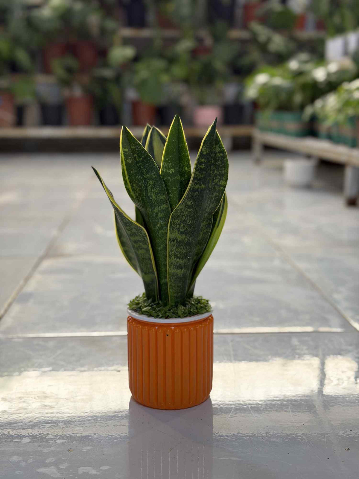 Snake plant in orange ribbed ceramic pot with tall green leaves