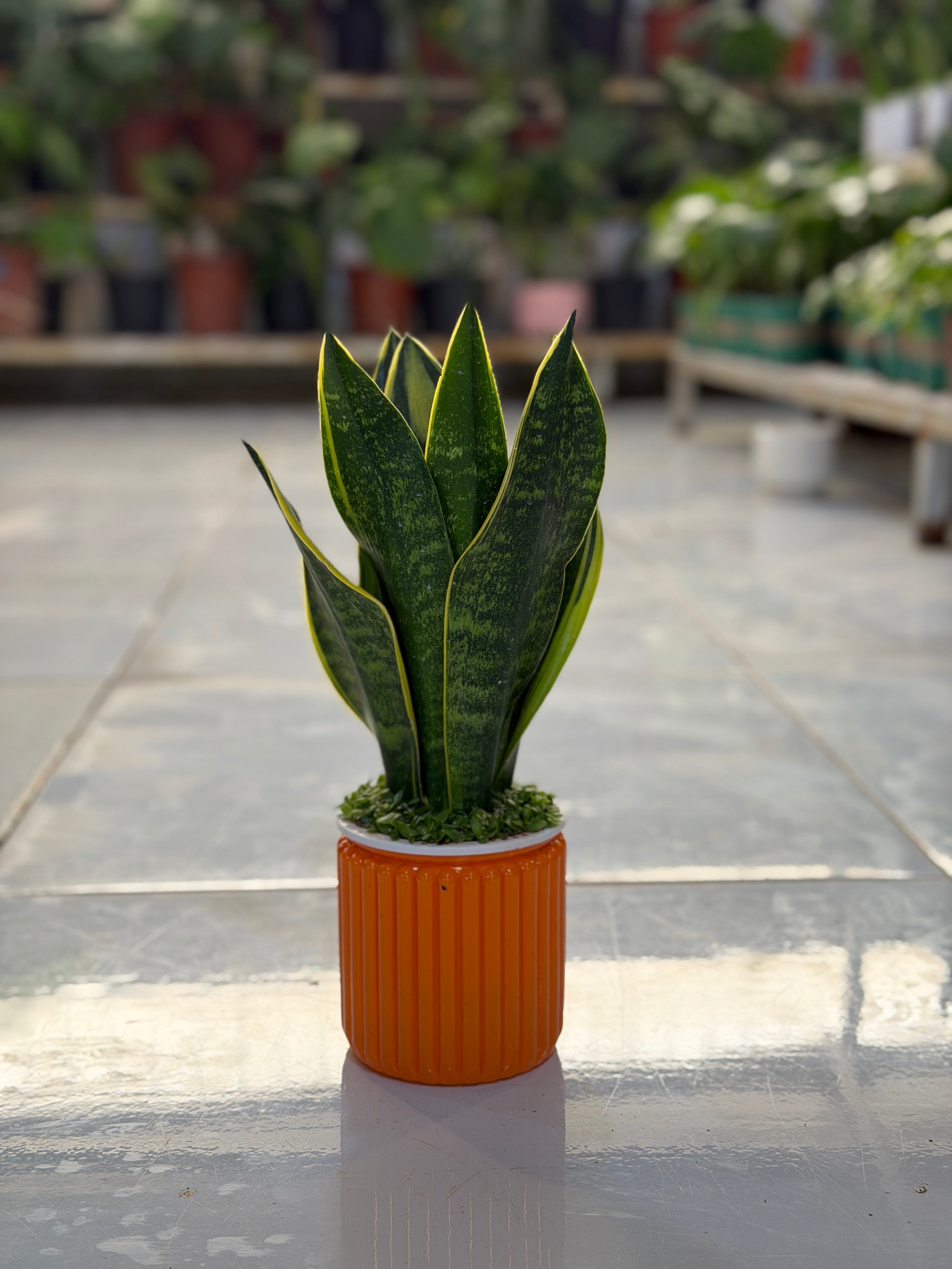 Snake Plant Aqua