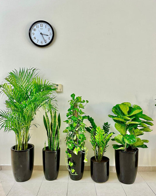 Indoor Low-Maintenance Plant Bundle