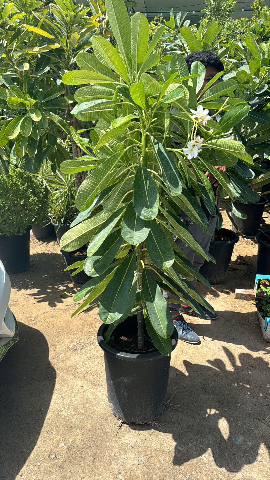 Potted plumeria tree with glossy green leaves and white flowers, in black nursery pot