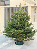 Natural Nordmann fir Christmas tree with green branches and conical shape, on a stand.