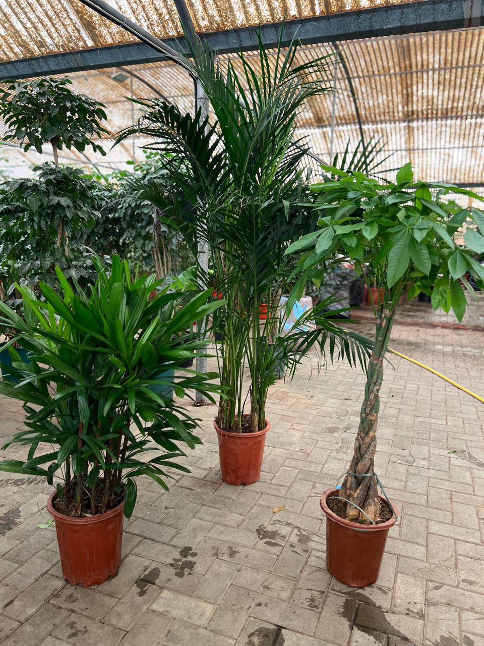 Palm & Prosperity bundle of potted plants with tall palm and leafy shrubs