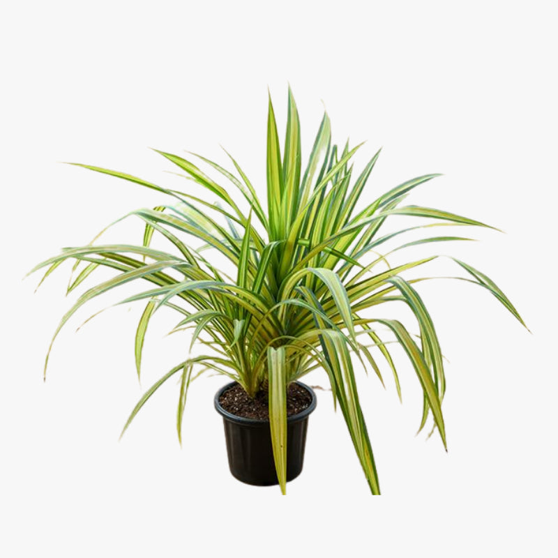 Variegated pandanus plant in black plastic pot, upright spiky green and cream leaves