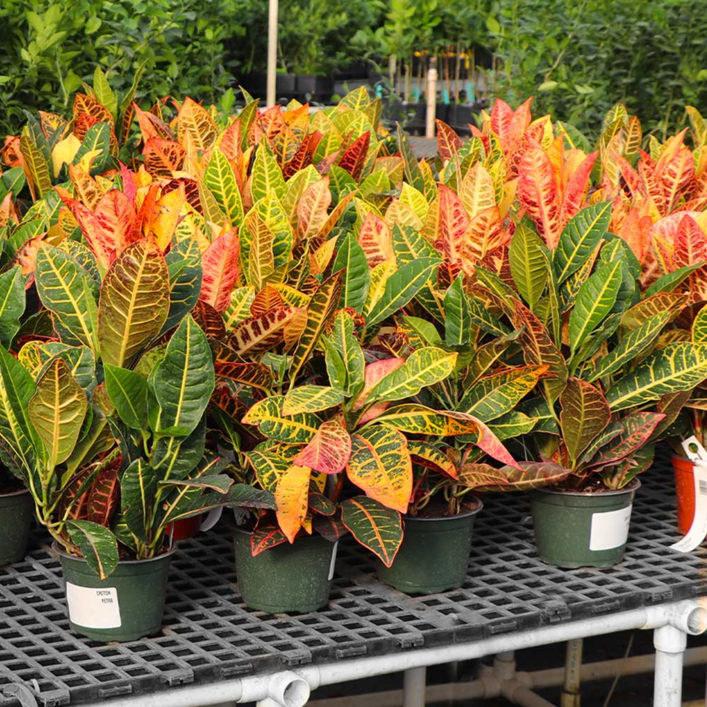 Croton Indoor