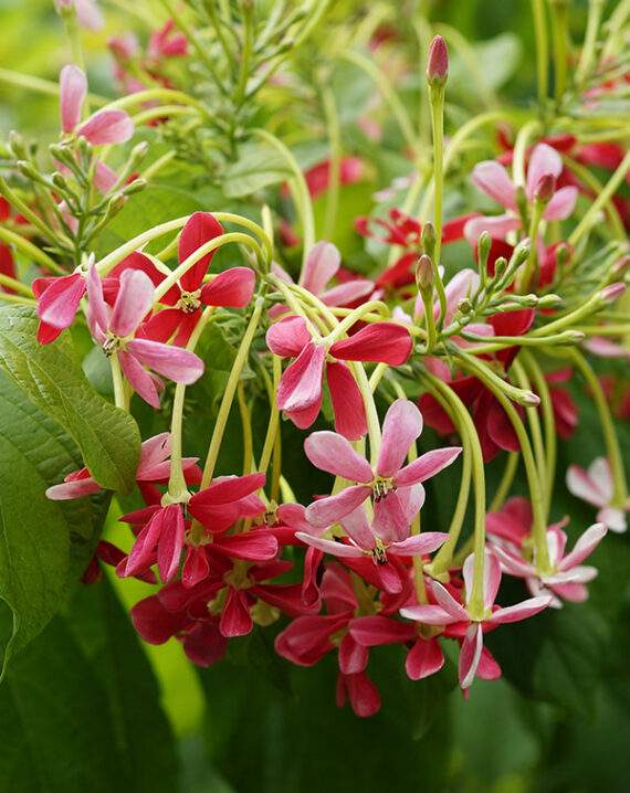 Rangoon creeper with pink buds and star flowers on leafy green stems