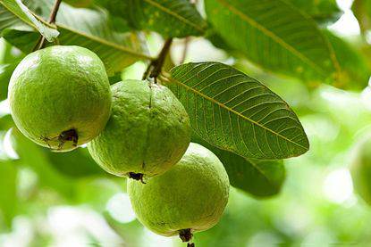 Guava fruit cluster on branch with green leaves