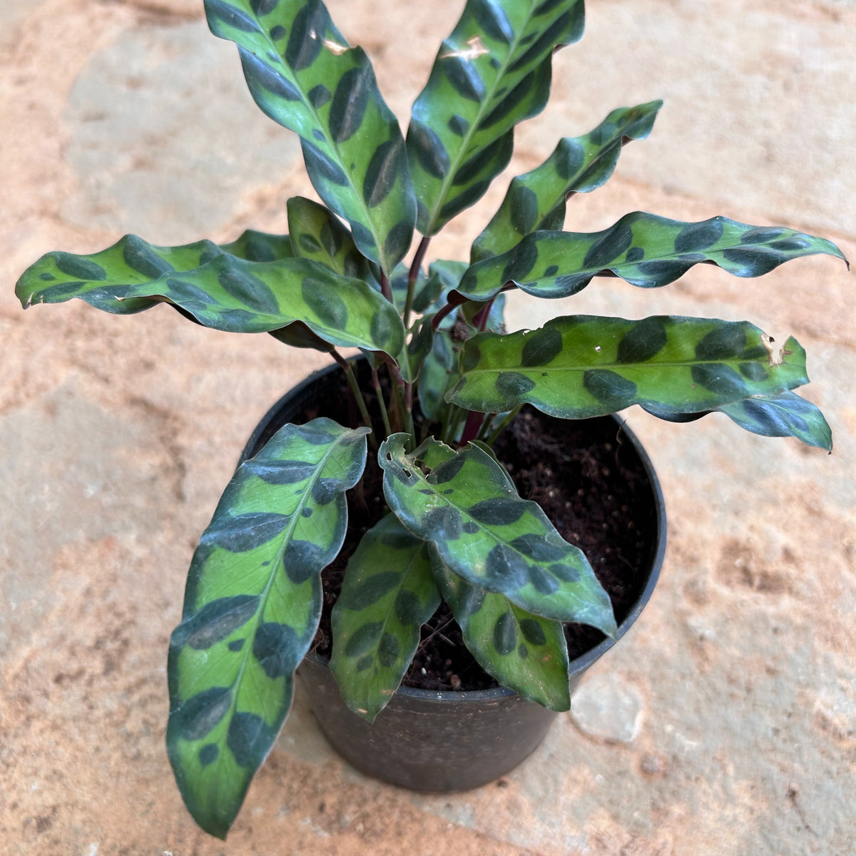 Calathea lancifolia plant with green patterned leaves in a black nursery pot