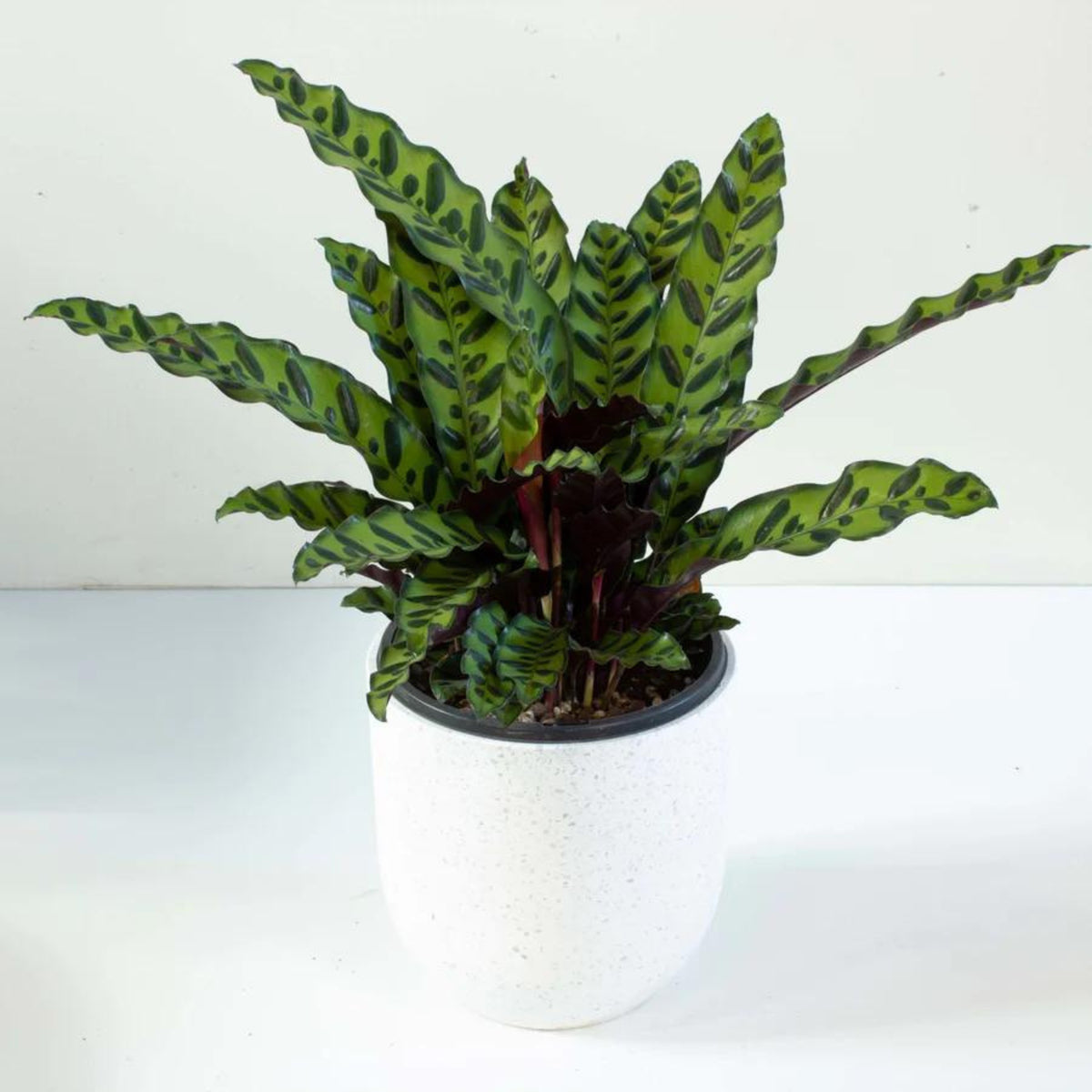 Calathea lancifolia plant with green striped lance leaves in a white pot