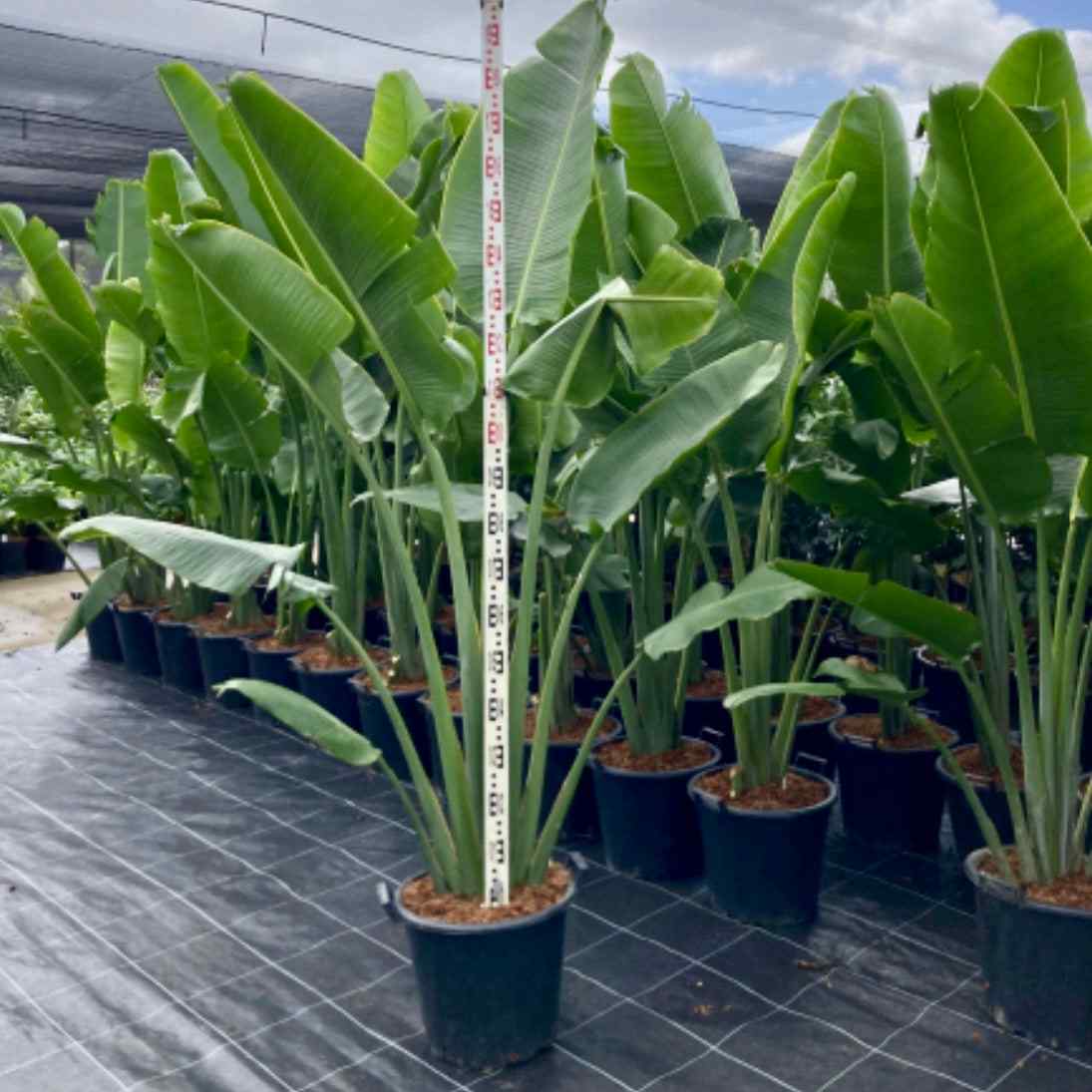Traveler's palm seedlings in dark pots with height measuring rod