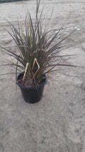Red Fountain Grass