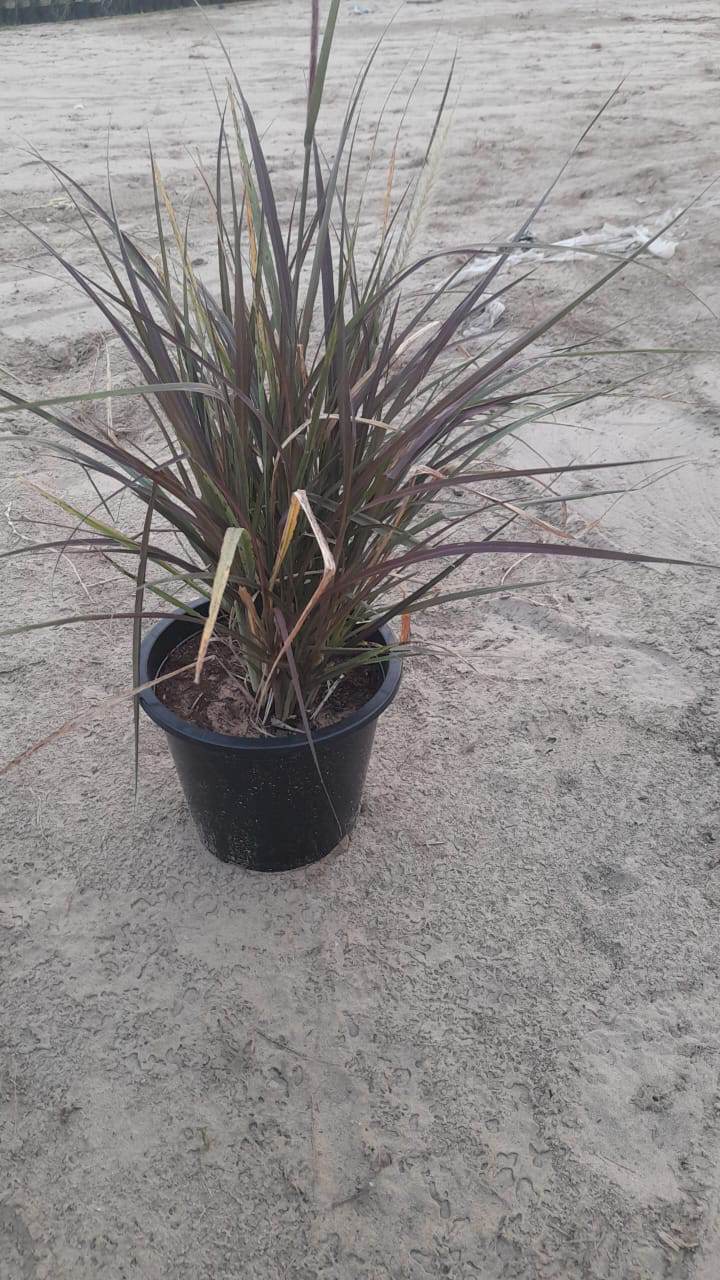 Red fountain grass plant in a black nursery pot