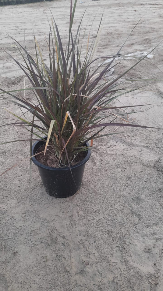 Red Fountain Grass