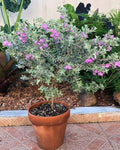 Texas Sage