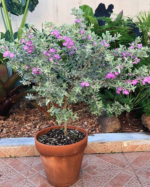 Texas Sage plant in terracotta pot, pink-purple blooms and silvery foliage