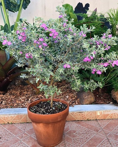 Texas Sage