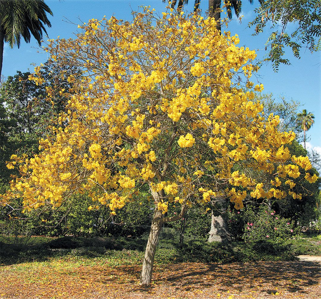 Golden trumpet tree with a rounded canopy of yellow blossoms and slender trunk