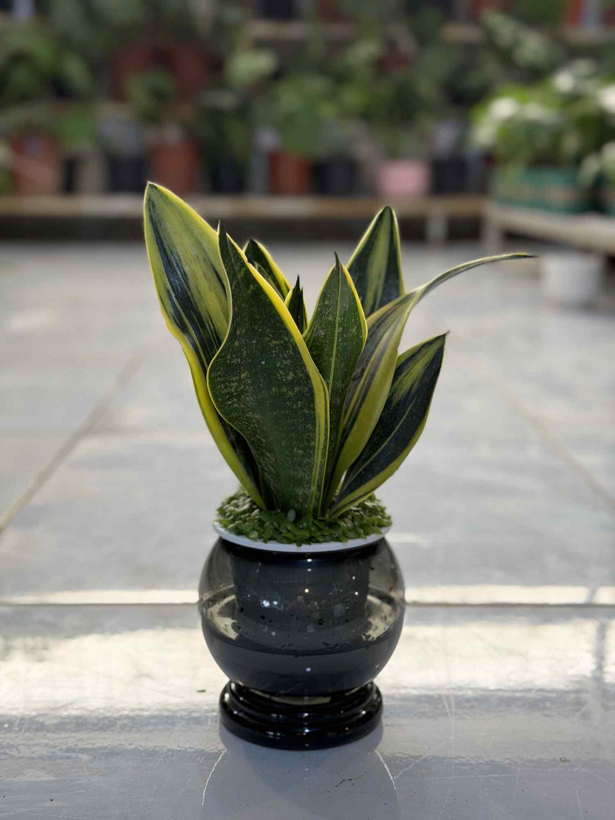 Snake plant in dark round ceramic pot with upright swordlike green leaves