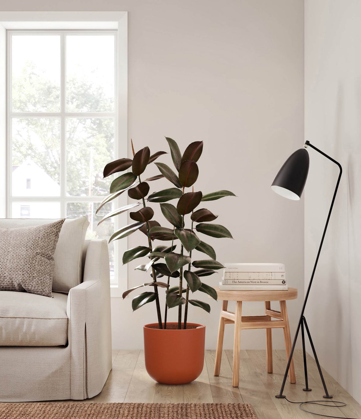 Rubber plant in terracotta orange pot with glossy dark green leaves