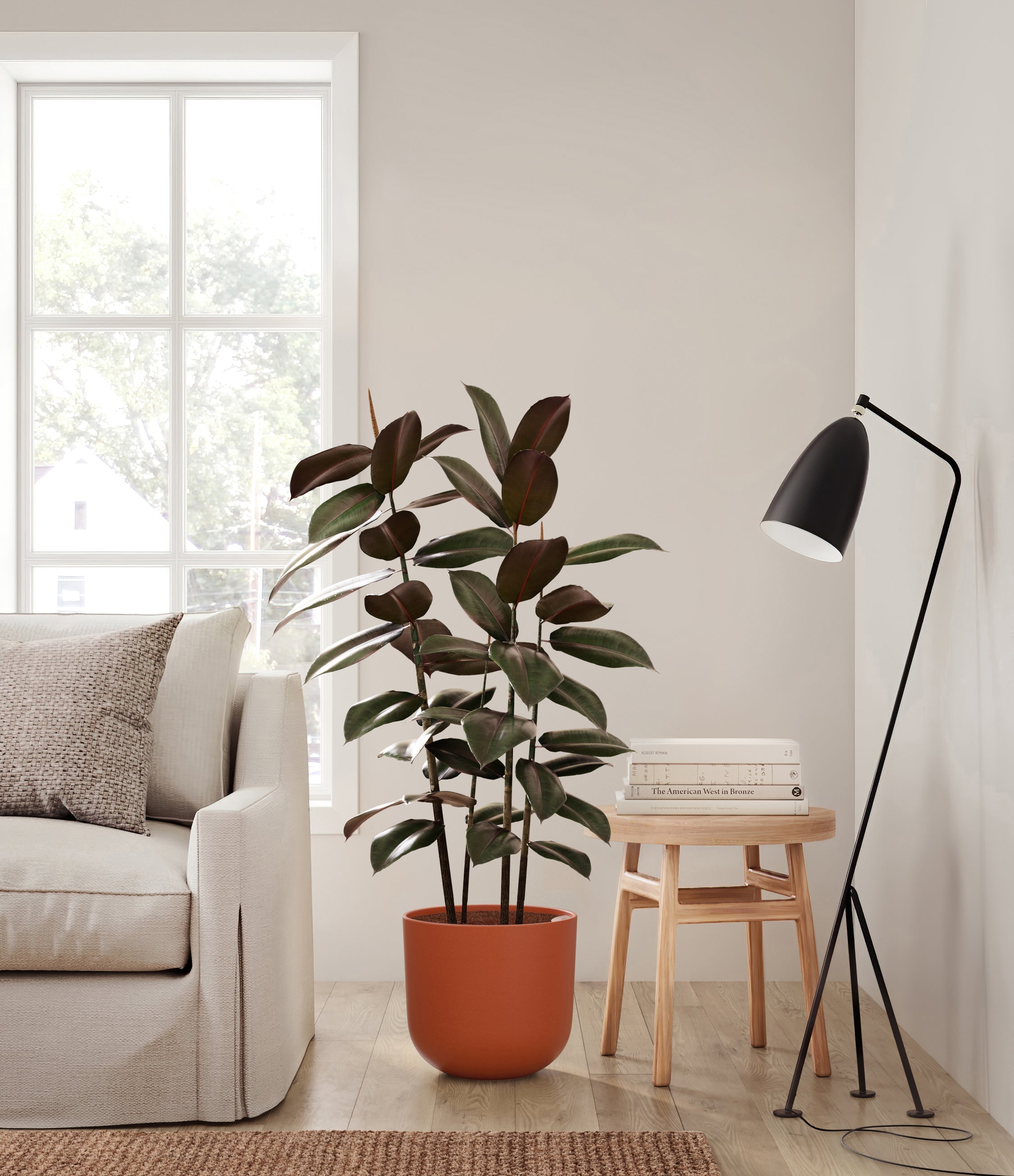 Rubber Plant