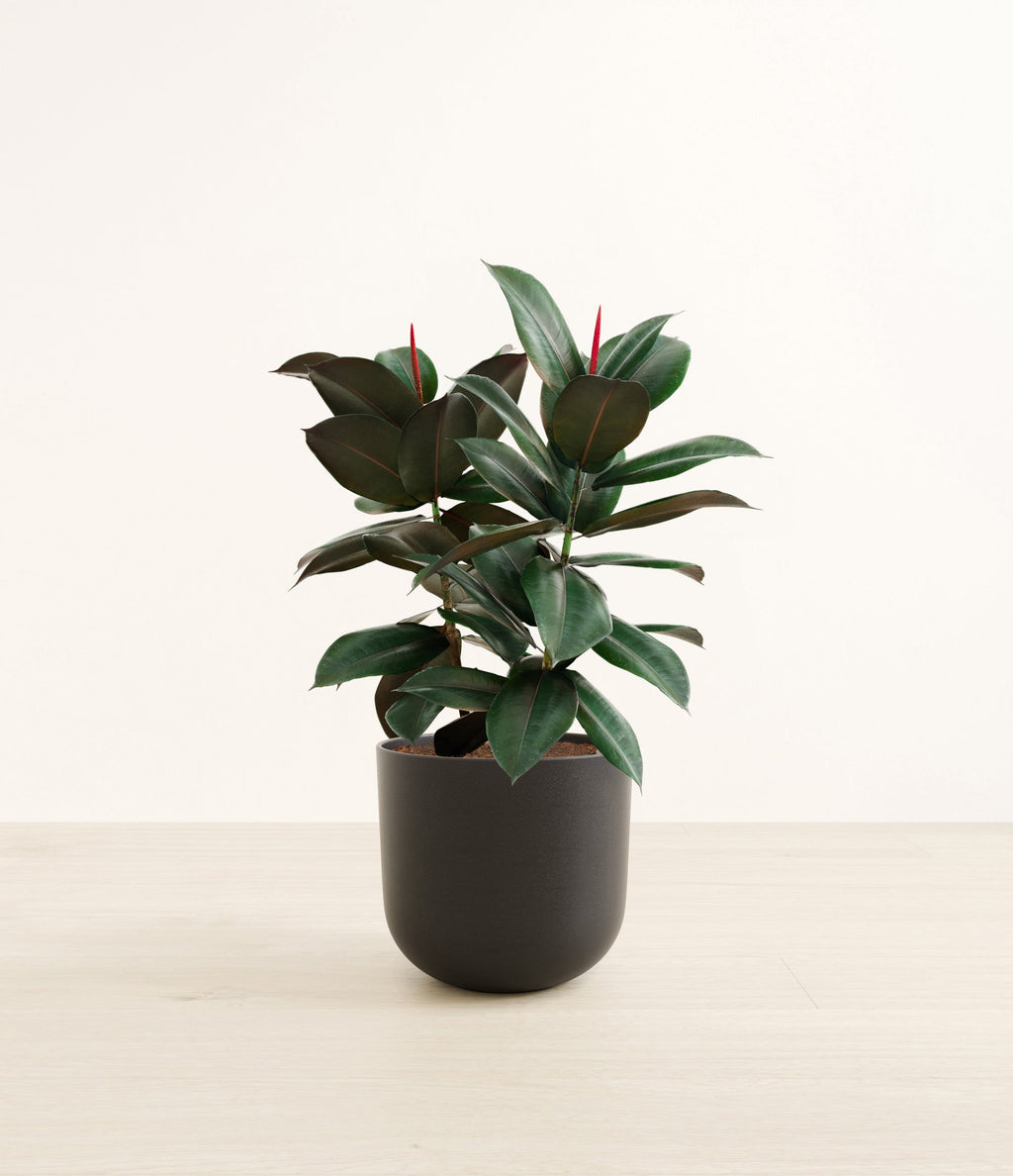 Rubber Plant