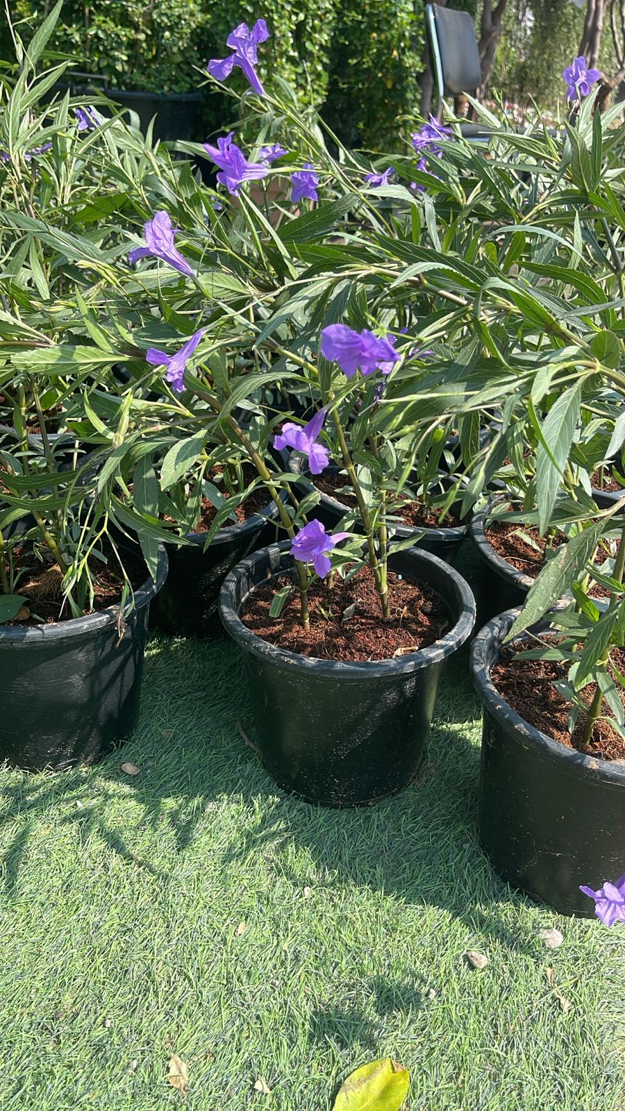 Ruellia plant with purple tubular flowers in a black round grow pot