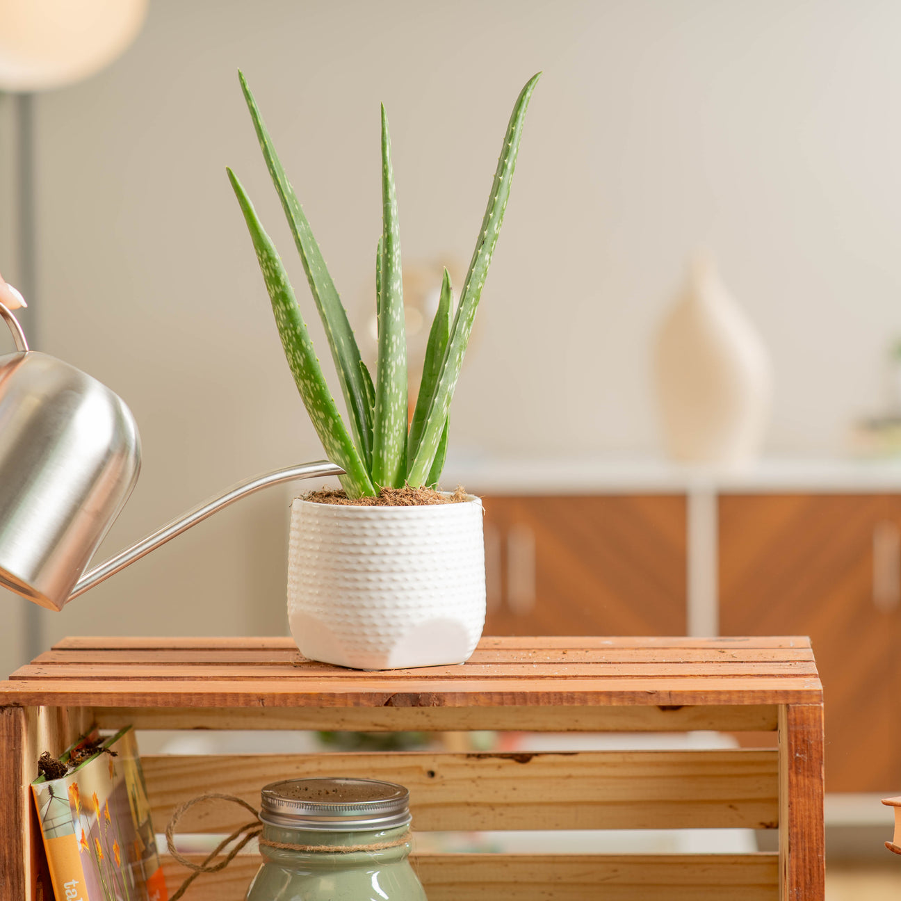 Aloe Vera