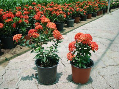 Ixora Chinensis potted shrub with orange-red flower clusters