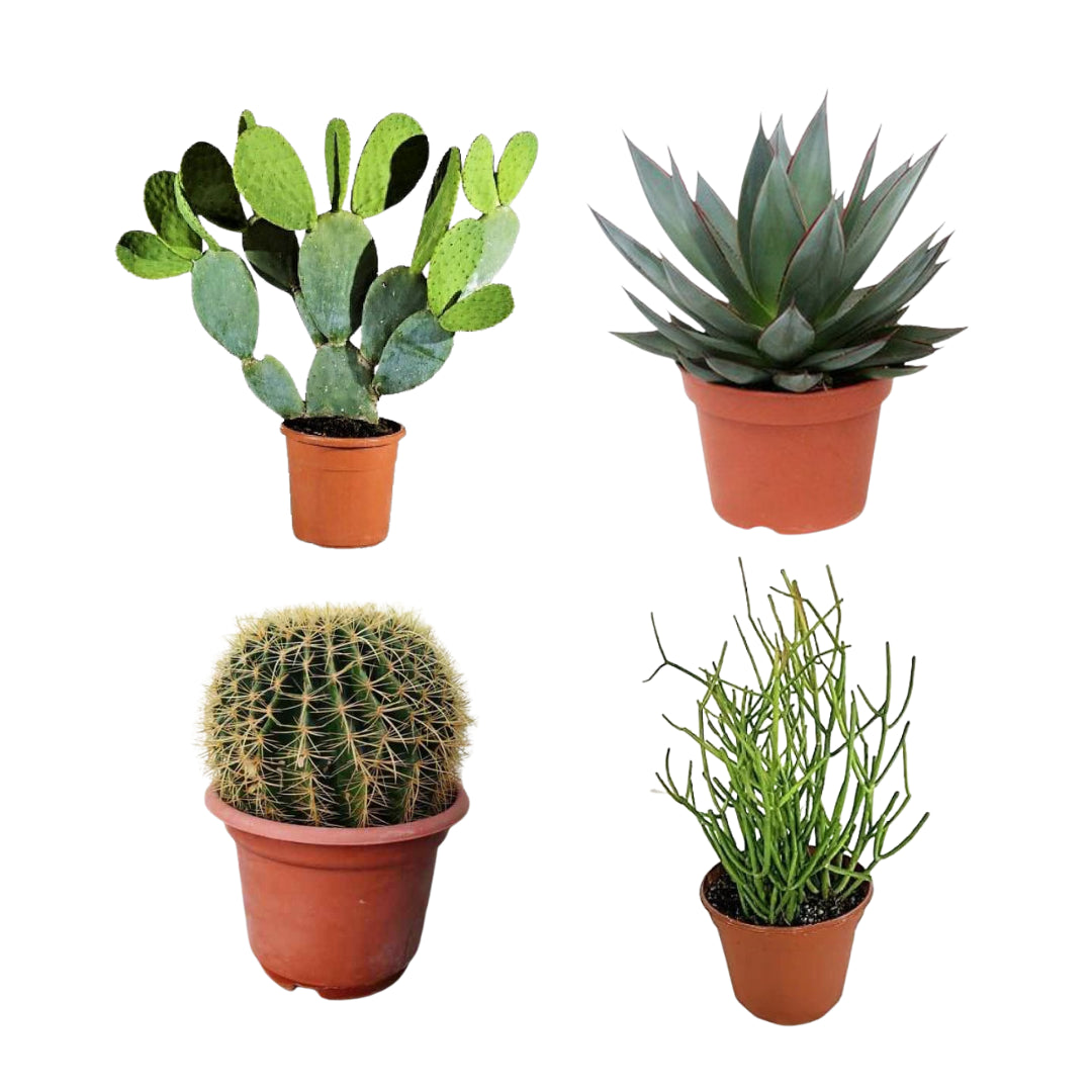 Assorted succulents in small terracotta pots: cactus, pencil cactus, ball cactus, agave