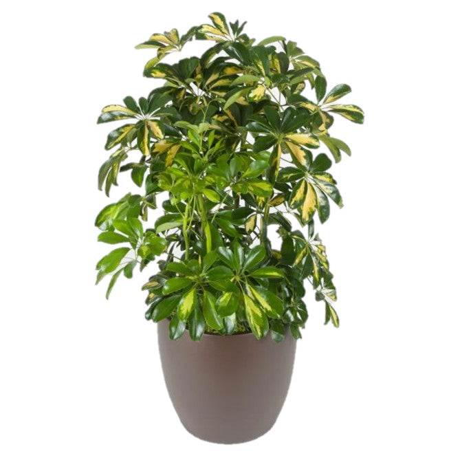 Variegated schefflera bush in dark gray pot, green and yellow variegated leaves