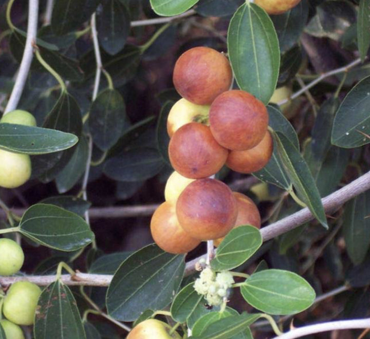 Sidr tree branch with reddish-brown round fruit clusters and green leaves