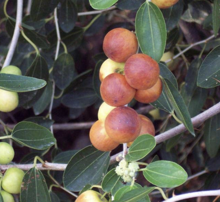 Sidr Tree