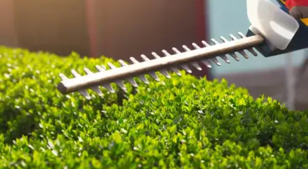 Shrubs Trimming