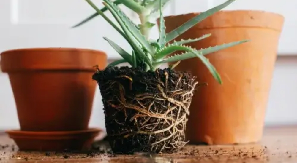 Repotting